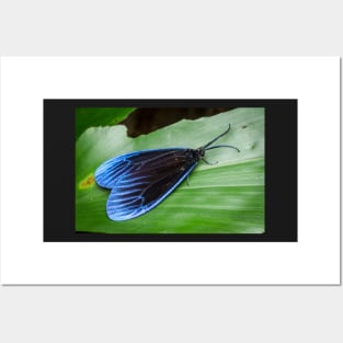 A gorgeous Pompelon marginata with shiny blue wing tips! Posters and Art